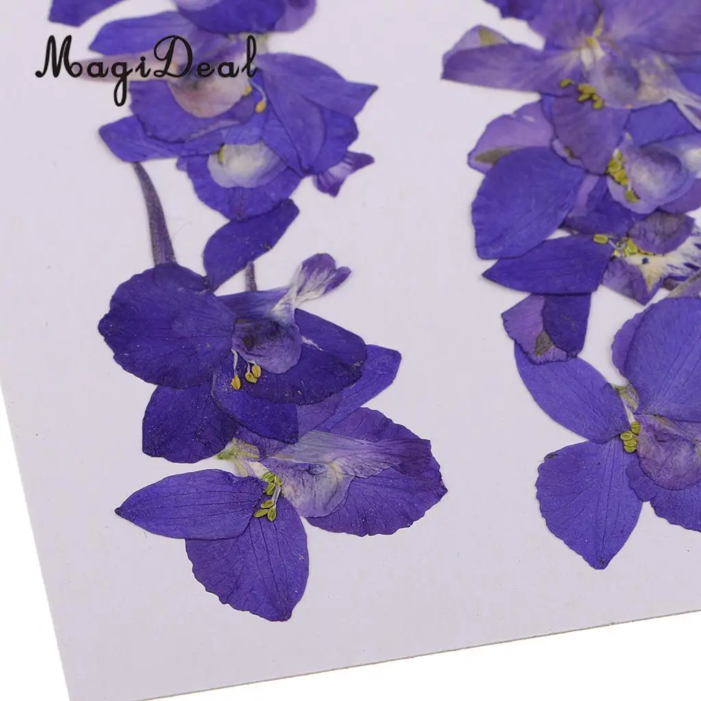 10 / 20Pcs Beautiful Real Pressed Rose Petal Babysbreath Flowers Dried Flowers for Art Craft Scrapbooking DIY Resin Jewelry