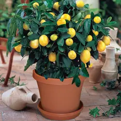 50 шт. бонсай лимон дерево бонсай высокий уровень выживания фруктовое дерево бонсай для дома Gatden задний двор Бесплатная доставка