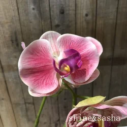 3D Printed Handcrafted Orchid Flower Arrangement with Butterfly Accents - 7heads (Color 3)