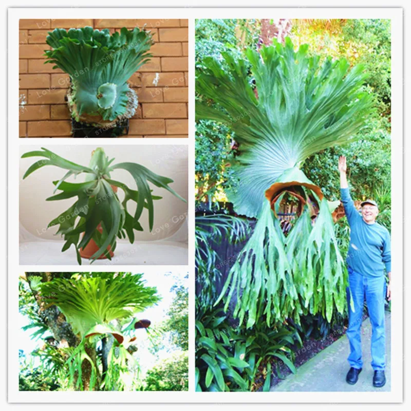 

100 Pcs Platycerium Wallichii Bonsai Plant Flower Bonsai Herbs Bonsai Herb Bonsai For Home Garden Easy Grow