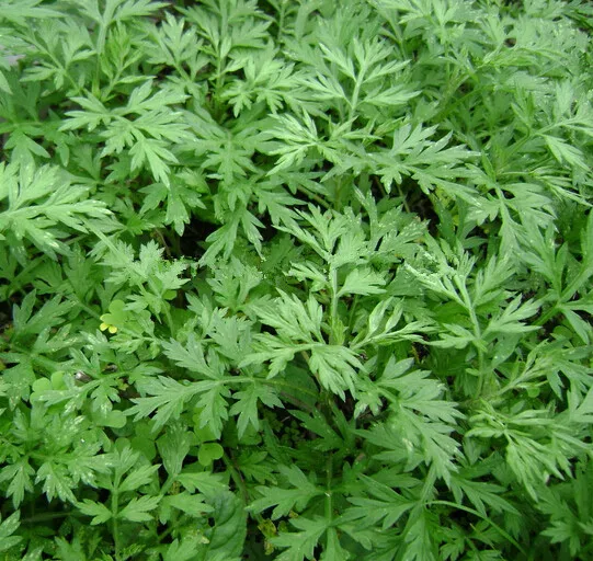 Artemisia Annua Seeds, 100pcs/pack