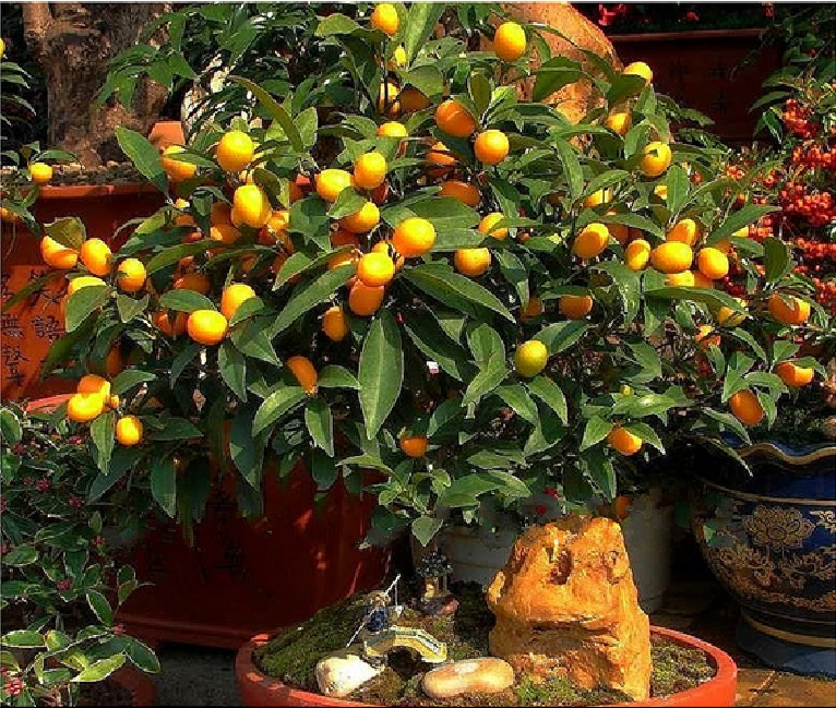 Free shipping, Bonsai Small Fruit Plants , Potted 18 Piece Small Orange