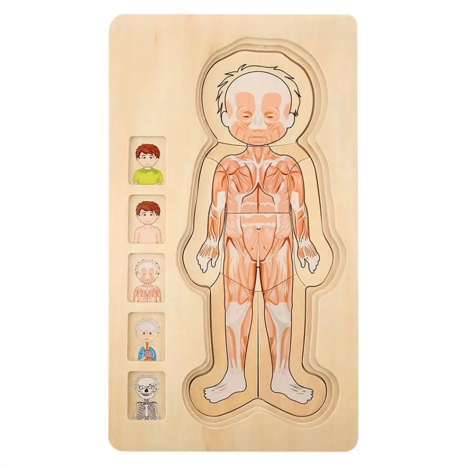 Деревянные детские игрушки-головоломки, структура человеческого тела, многослойная кирпичная игрушка для детей, умное обучение, обучающая игрушка