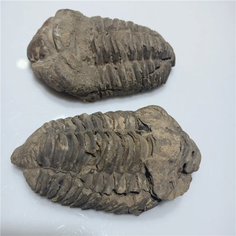 1 шт. образцы окаменелостей натуральных древних созданий из коллекции древних подарков 6-8 см