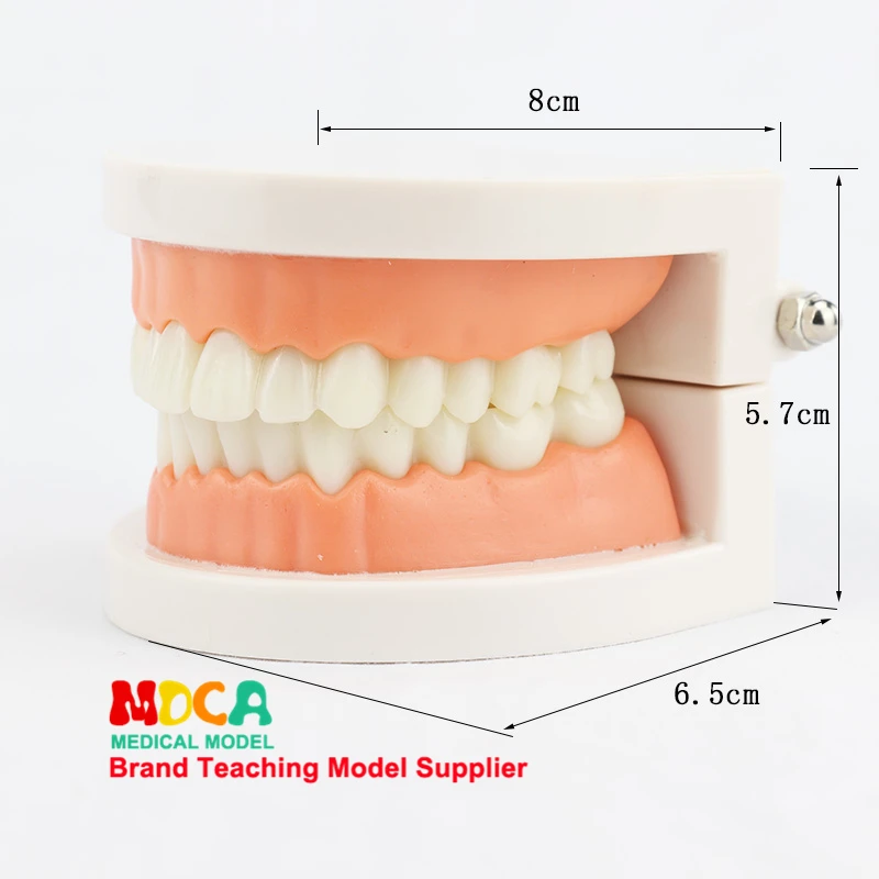 Ранняя Стоматологическая анатомическая модель уход за зубами Инструкция по уходу за зубами модель уход за полостью рта обучение MYC001