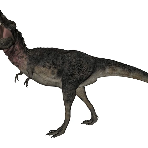 Tarbosaurus dinosaur roaring  white background Poster Print (18 x 10)