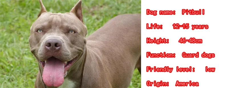 2018 Lucu Amerika Kalung Anjing Pitbull Hewan Liontin Emas Perak