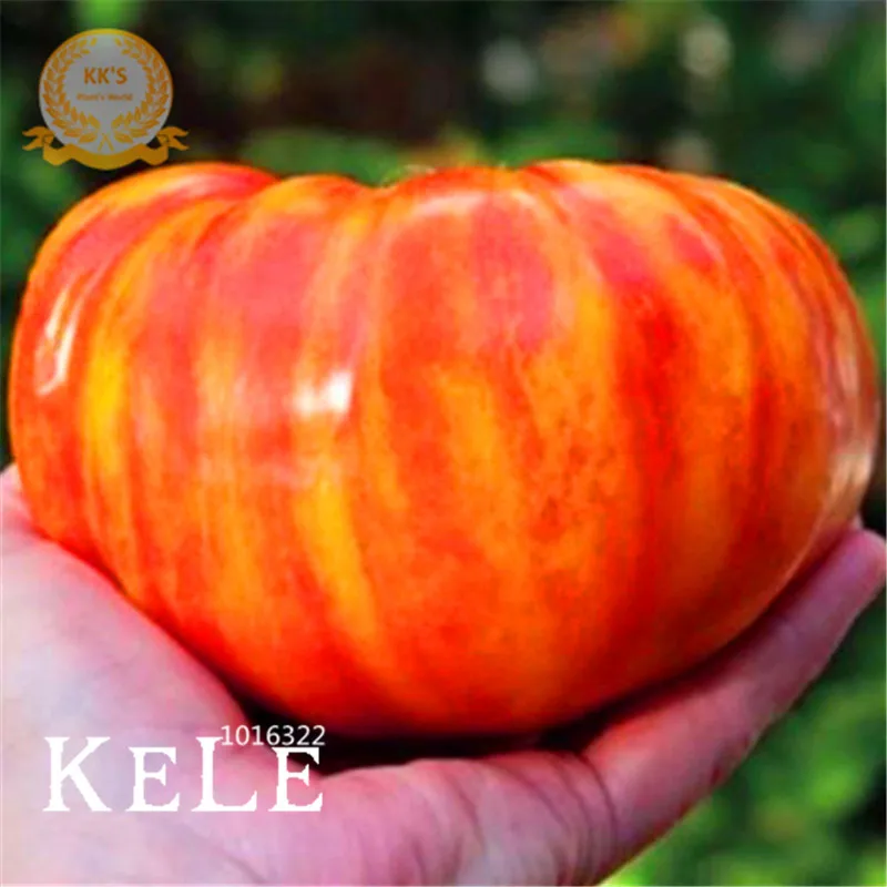 

Loss Promotion!Fruits vegetables garden 50flores/Bag Heirloom Big Rainbow Stripey Beefsteak Tomato plant Bonsai tomato,#6EGCZK