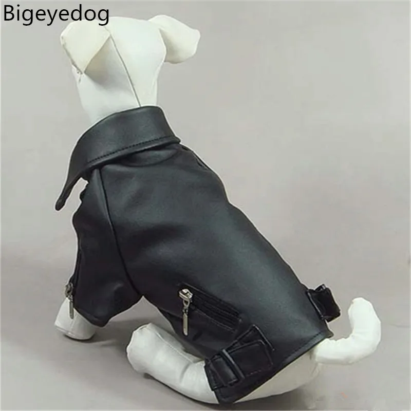 chihuahua leather jacket