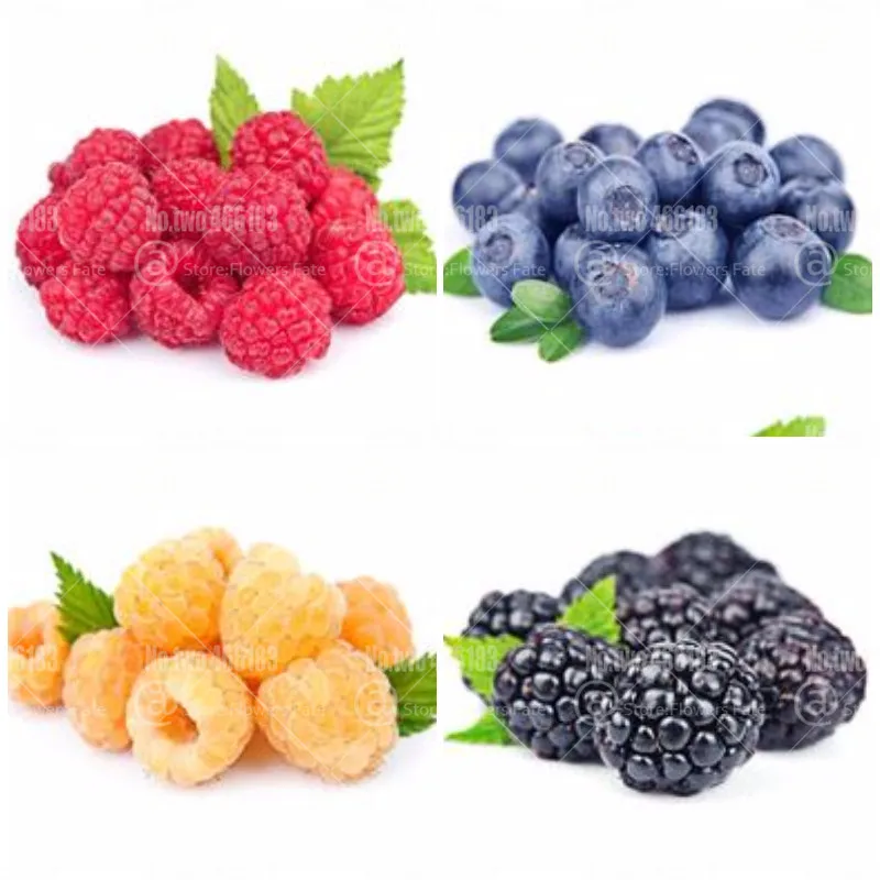 

4000pcs Raspberry Bonsai 4 kinds of each 1000 Rare Organic Berry Fruit Bonsai Tree Plants For Home Garden Potted Plants Planting