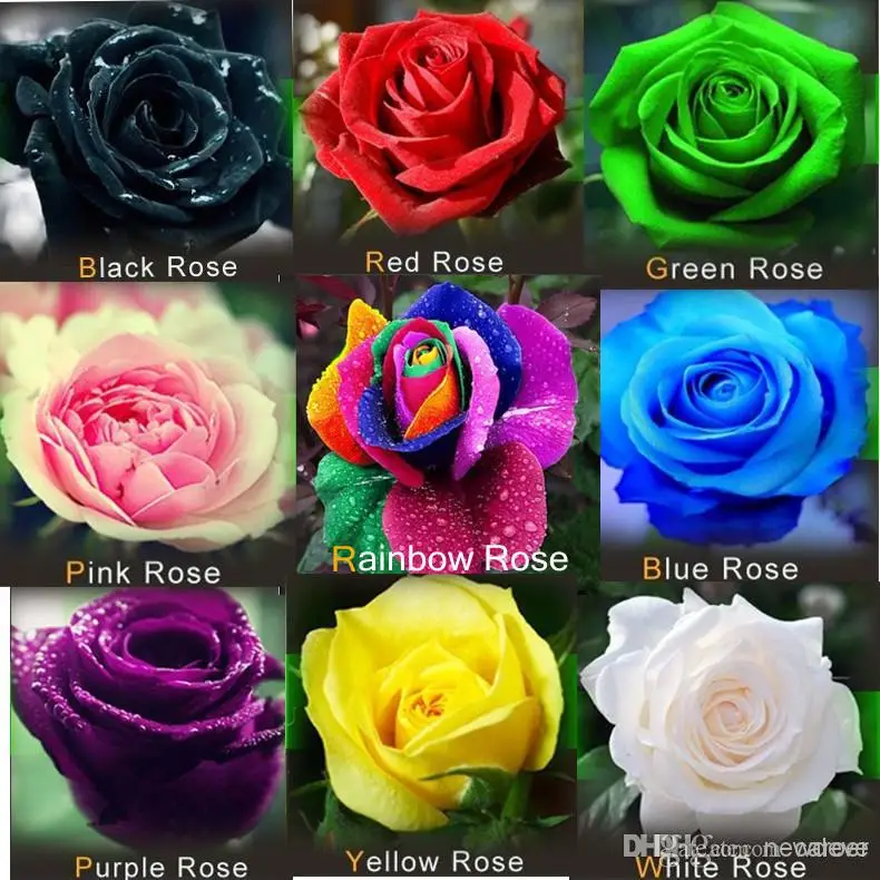 

Freeshipping 900pc each of 100pc 9 kinds of roses seeds black purple pink red yellow blue white DIY Home Garden Rose Plant
