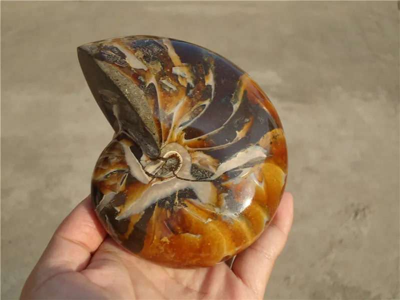 840g Naturliche Ammoniten Nautilus Shell Jurrassic Fossil Madagaskar La1241 Specimen Aliexpress 840g Naturliche Ammoniten Nautilus Shell Jurrassic Fossil Madagaskar La1241 Specimen Aliexpress