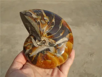 840g Natural Ammonite Nautilus Shell Jurrassic Fossil Specimen Madagascar LA1241
840g Natural Ammonite Nautilus Shell Jurrassic Fossil Specimen Madagascar LA1241