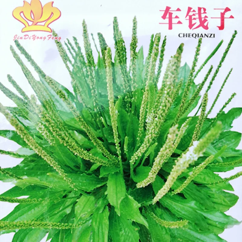 

Home gardening flower seed of Chinese herbal medicine bonsai garden decoration plantain seed about 40 pcs