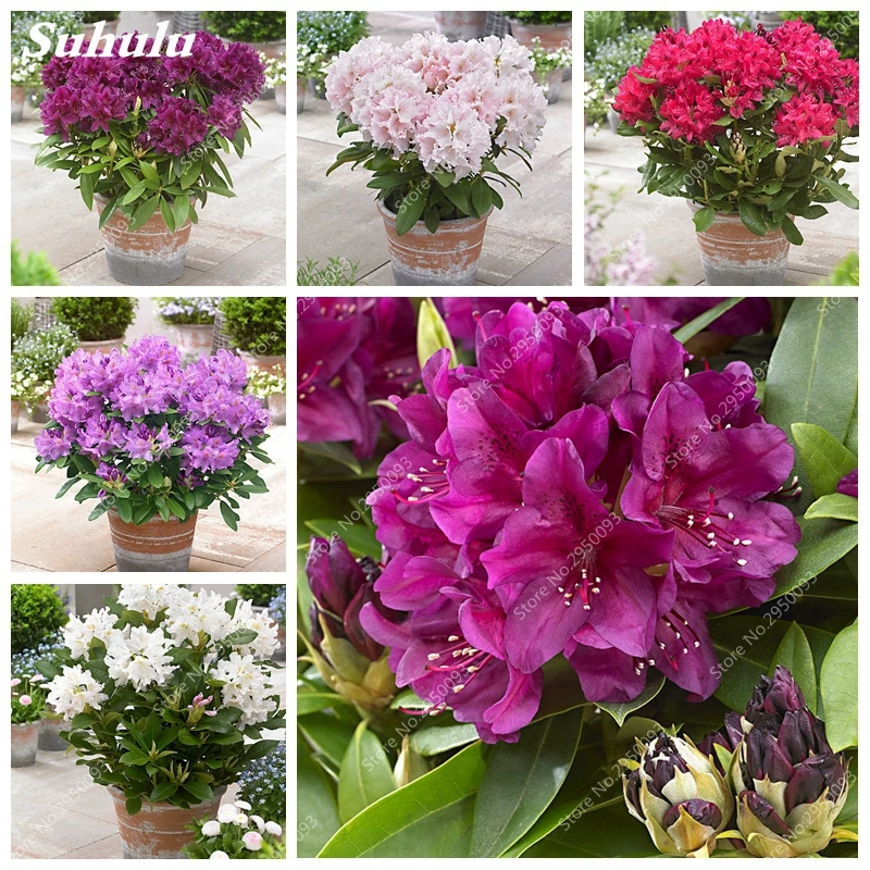 100 pcs/bag Japanese Azalea Bonsai,Rhododendron Azalea ...
