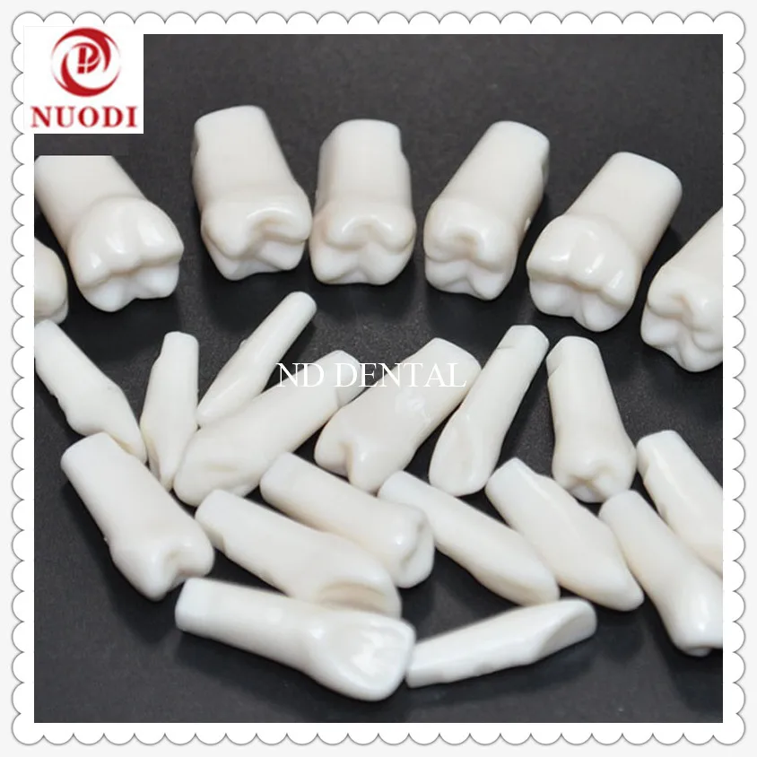

M8024 practice teeth/Replaceable tooth for teeth model/tooth for Practice dental model/dental exercise tooth/traning tooth