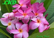 7-15inch Rooted Plumeria Rubra Plant Thailand Rare Real Frangipani Plants no21-ban-na-karn-pink