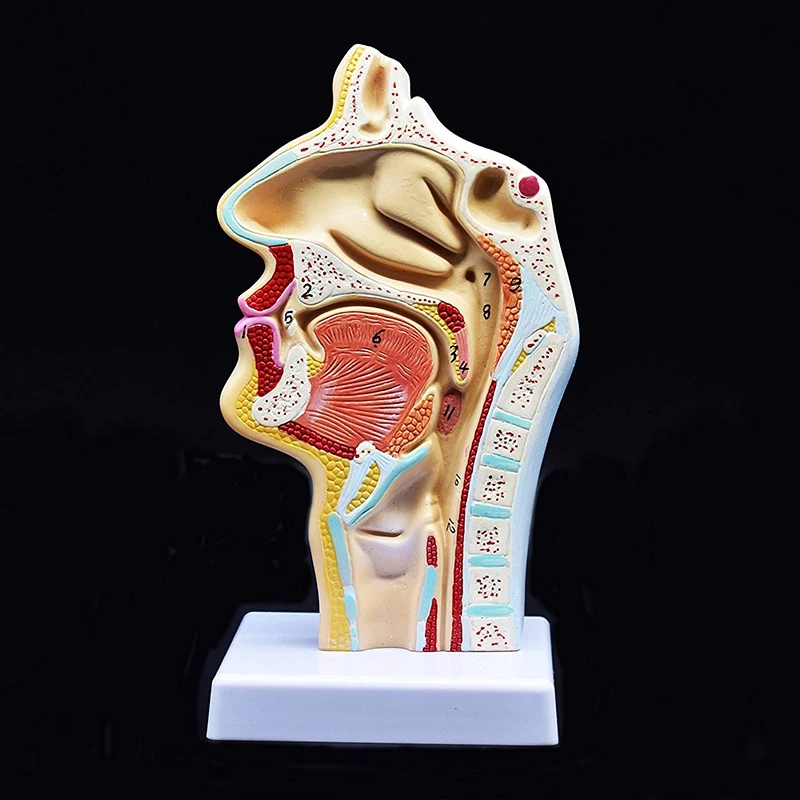  Human Anatomical Nasal Cavity Throat Anatomy Medical Model For Science Classroom Study Display Teac - 33045998180