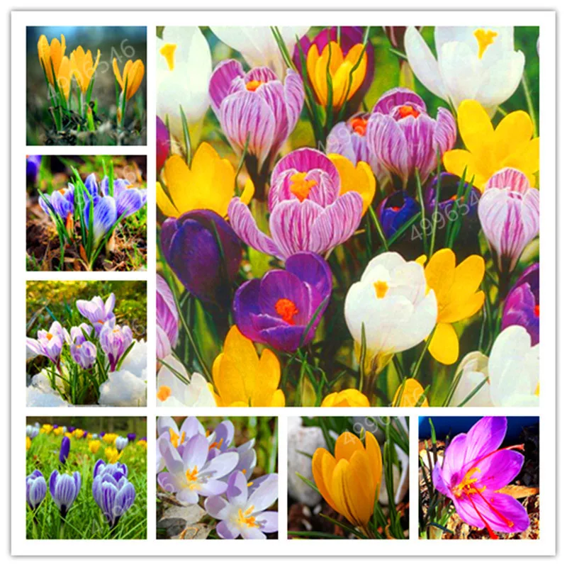 

100PC Saffron Plants, saffron flower Plantas, saffron crocus floresling, Garden flowers plant,Bonsai plant for home garden