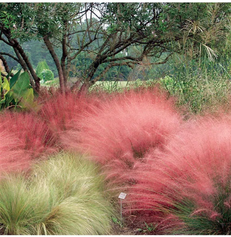 100PCS Muhlenbergia Capillaris Seedsplants Cold and Drought Tolerant and Water Resistant Very Easy Curing Romantic Garden Bonsai 100PCS Muhlenbergia Capillaris Seedsplants Cold and Drought Tolerant and Water Resistant Very Easy Curing Romantic Garden Bonsai