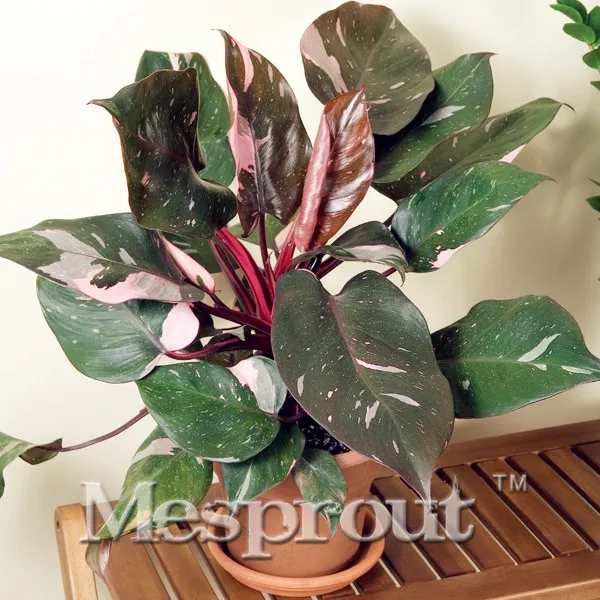 

100pcs/bag Philodendron Erubescens Bonsai Absorb Formaldehyde Perennial Potted Plants Indoor Air Purification Plants