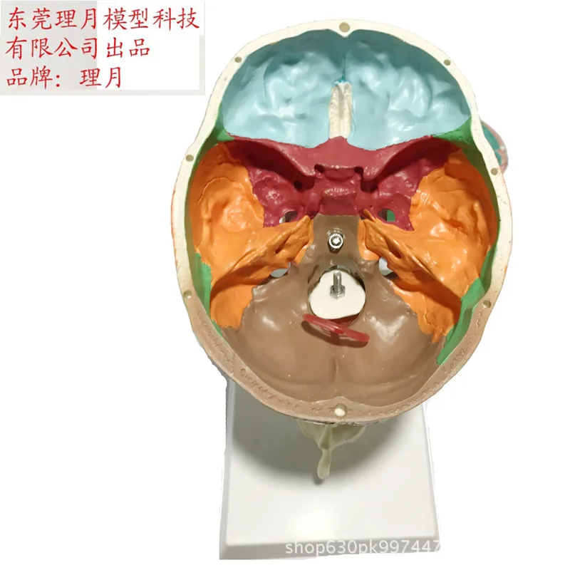 Цвет Череп с Tibial модели позвонков взрослых головы образец черепа спецодежда медицинская учебные пособия