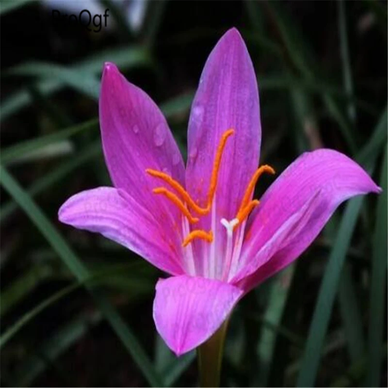 

Prodgf 100Pcs A Set Zephyranthes candida