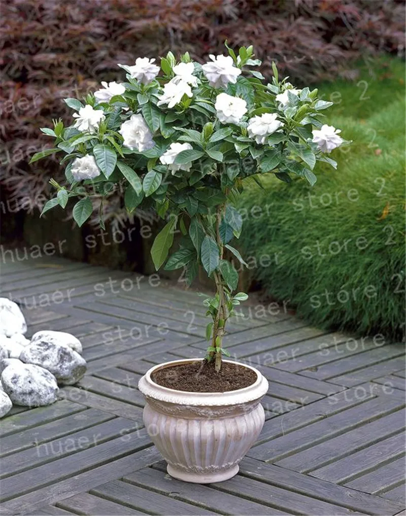 

100 pcs/ Bonsai Gardenia Jasminoides Flower Outdoor Fragrant Flowers White Cape Jasmine Blooming Flore for Home Pot Planters