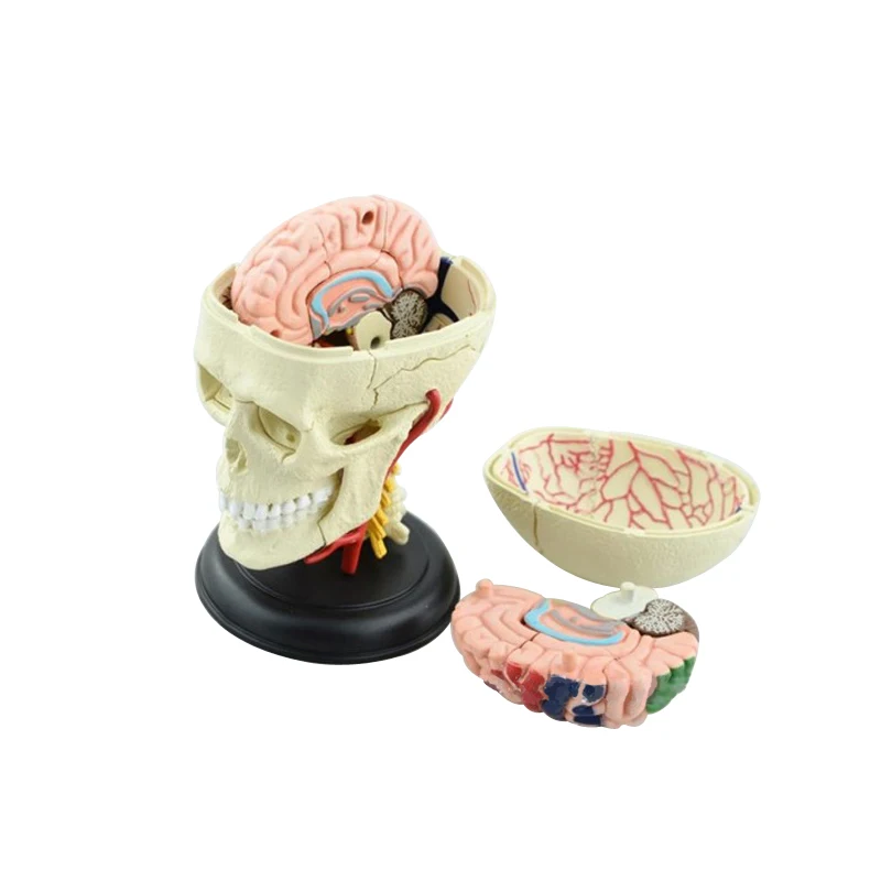 39 штук, анатомическая модель черепа человека, собранная медицинская модель скелета, художественная модель, обучающая модель,, 9,8*5,4*13,4 см