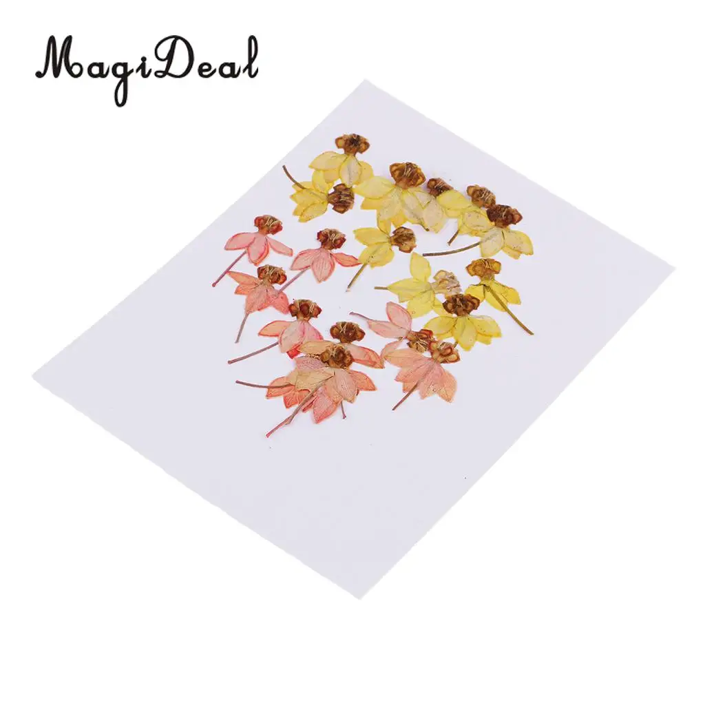 20pcs Beautiful Dancing-Doll Orchid Real Pressed Flower Dried Flowers for Art Craft Scrapbooking Resin Jewelry Making Phone Case