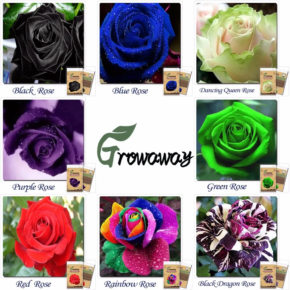 Flower seeds bonsai 50 x Rare Multi Colors Rainbow Rose Seeds Garden