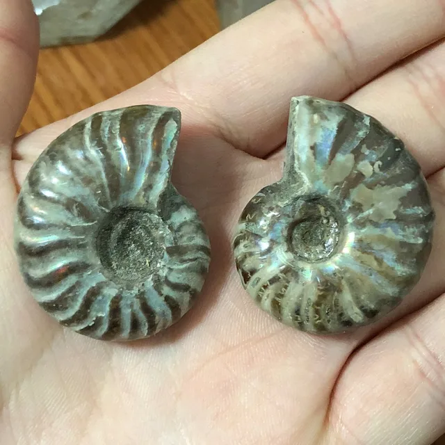 Special Price Natural The snail ammonite fossils mineral from Morocco to multicolor fire Special Price Natural The snail ammonite fossils mineral from Morocco to multicolor fire