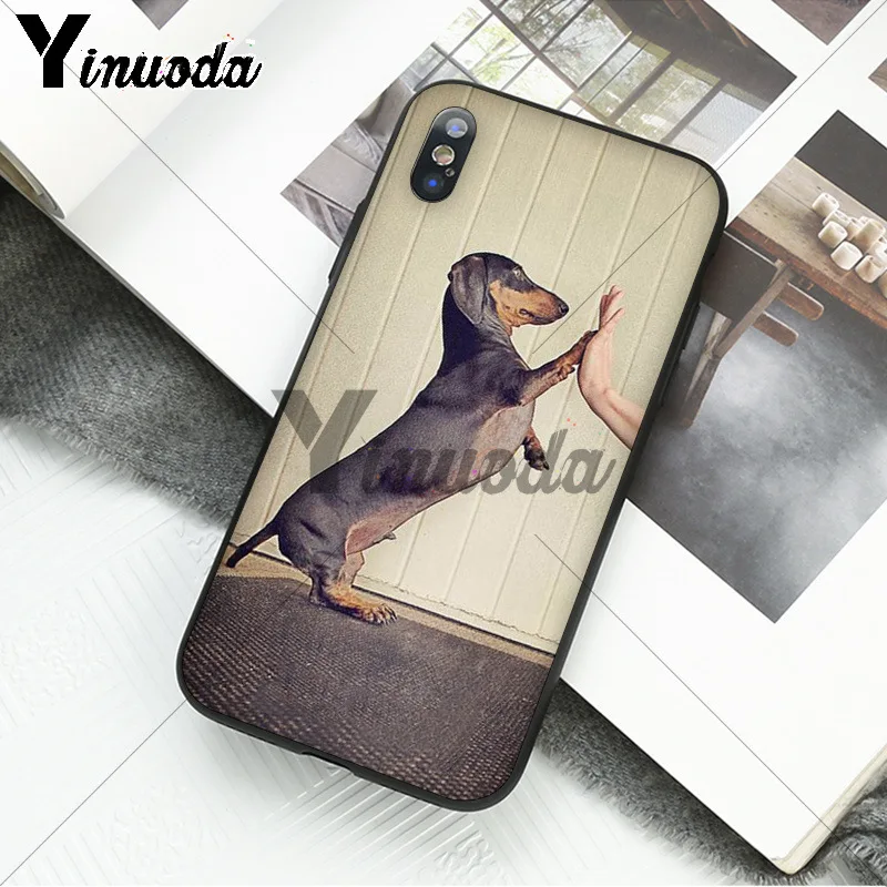 black Dachshund Doberman Dog face 