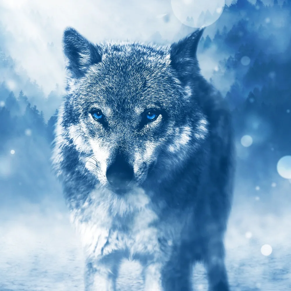wolf-majestic-blue-eyes-animal-11597 - 