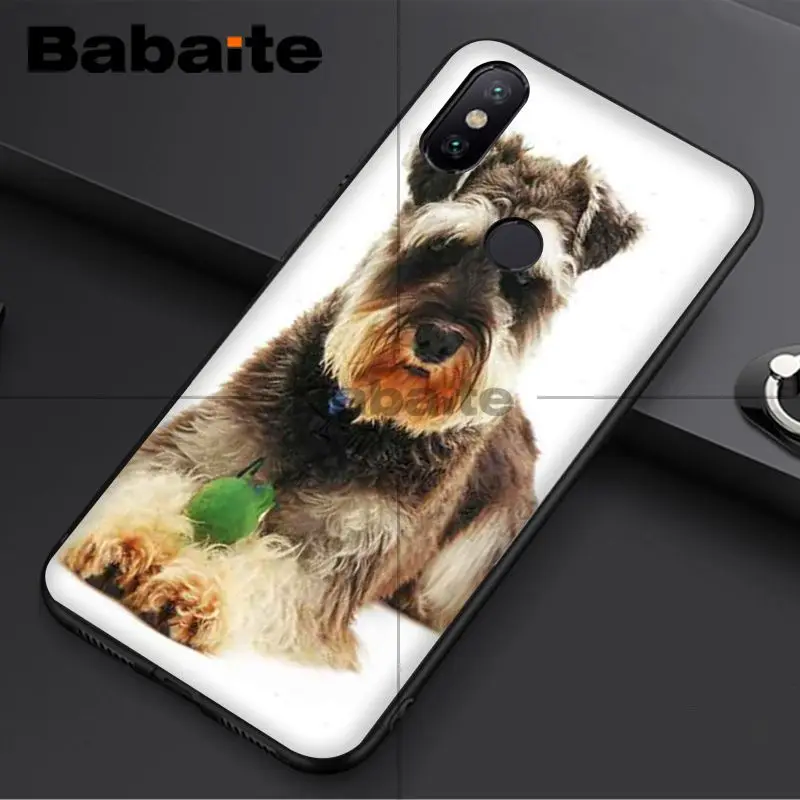 Miniature schnauzer puppy dog
