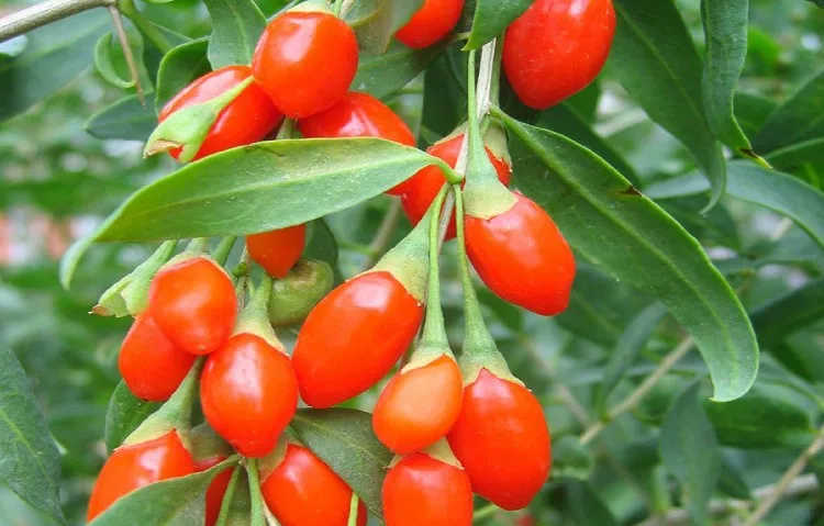  C-TS065 hot sale top grade 250g dried Goji Berries for sex, Goji berry(Wolfberry) herbal Tea green food for health 
