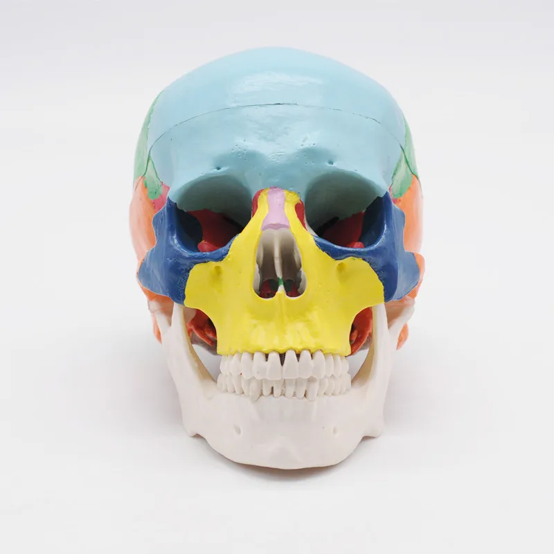

Life Size Painted Didactic Human Anatomical Skull Traumatic Skeleton Trauma Anatomy Instruments