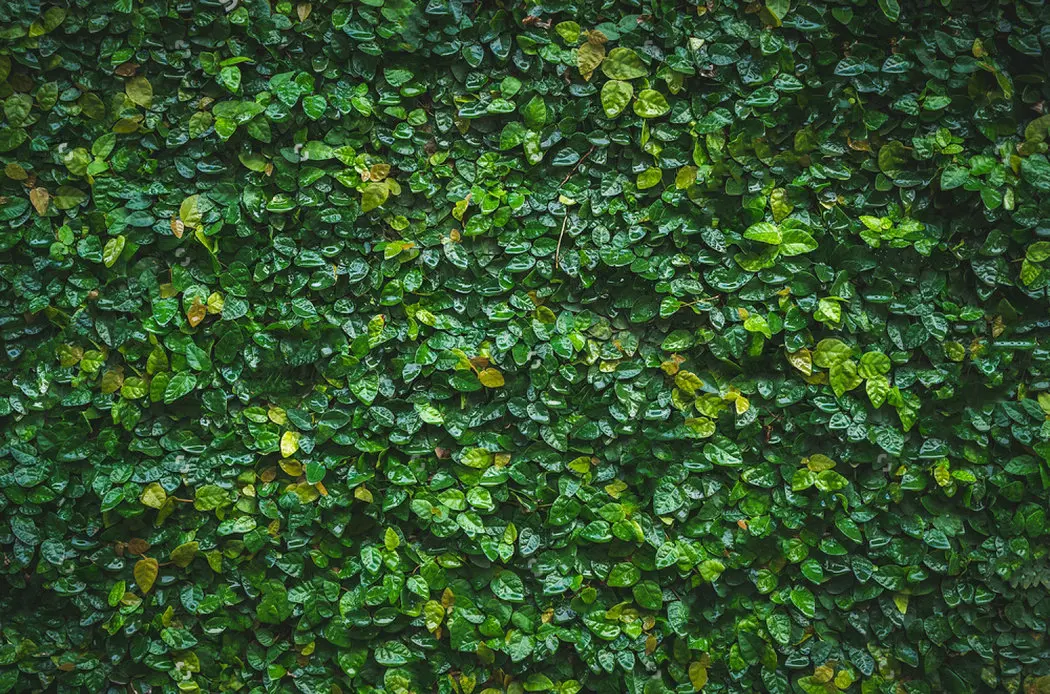 Green Grass Leaf Texture Photo Backdrop Vinyl Cloth High Quality Computer Print Wall Backgrounds Background Aliexpress