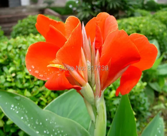 85+ Gambar Bunga Ganyong Paling Cantik 85+ Gambar Bunga Ganyong Paling Cantik