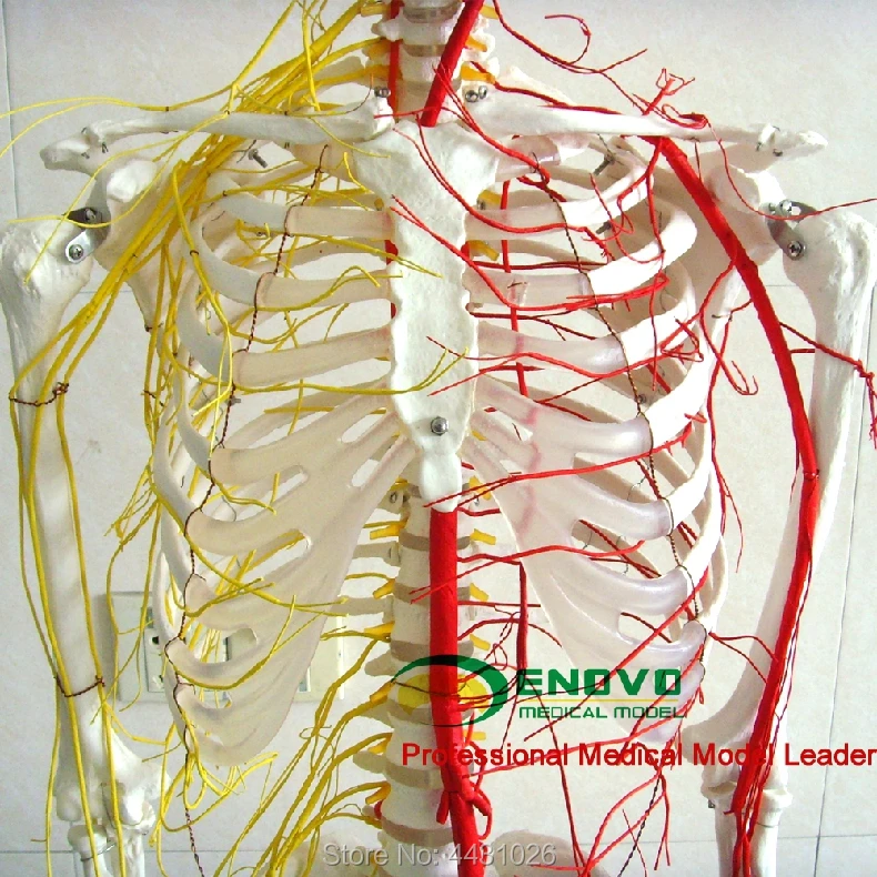 ENOVO профессиональный медицинский человек 170 см скелет кости и кровеносные сосуды Скелет образец Кости Модель медицина