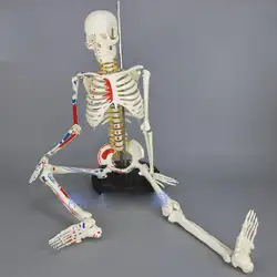 85 см человека мышечный скелет модель мышцы роспись ненумерованные анатомическая модель скелета медицинской узнать помощи