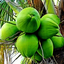 Кокосовое дерево бонсай, многолетнее растение фрукты Растения для дома и сада "сделай сам", вкусные и сочные, кокосового ореха, 10 шт./упак