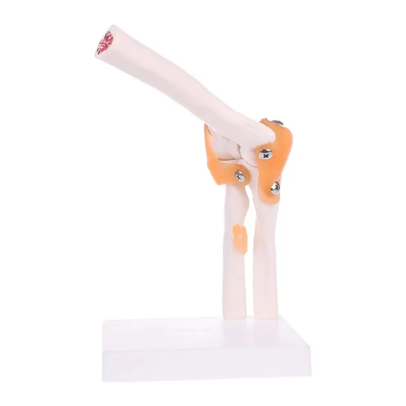 

Soft Silicone Right Ear Model Life Size Acupuncture Study Practice Tool for teaching