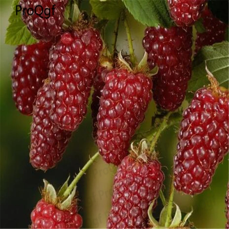 

80000Pcs A Set Scottish Cross Tayberry Raspberry