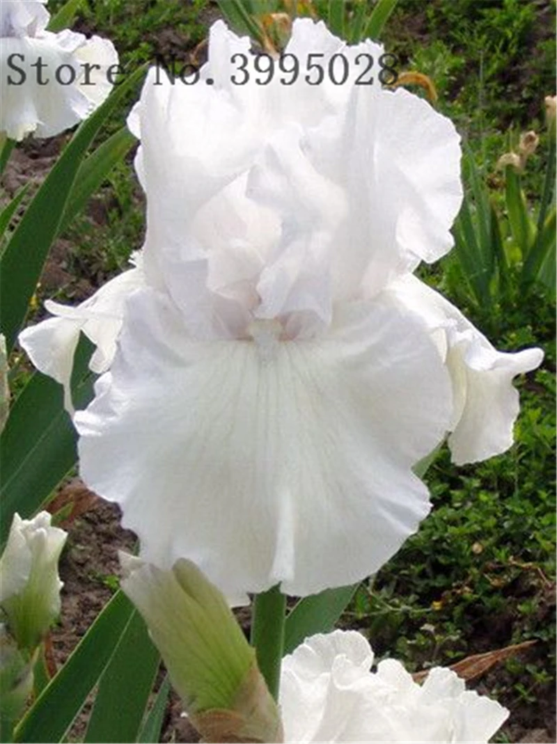 50pcs/bag Bonsai Iris Flower Perennia Flower Rare Flower bearded iris , Nature plants Orchid flower DIY for Garden 50pcs/bag Bonsai Iris Flower Perennia Flower Rare Flower bearded iris , Nature plants Orchid flower DIY for Garden