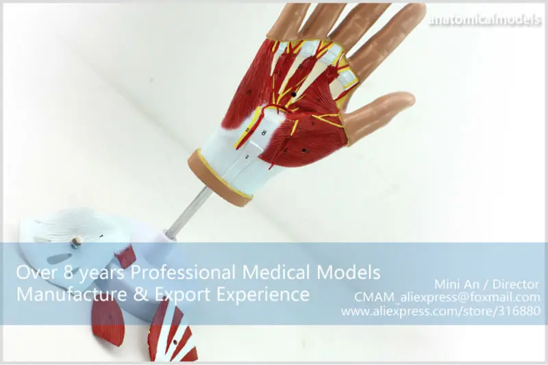 MUSCLE08 CMAM model 4-parts hand anatomy 2