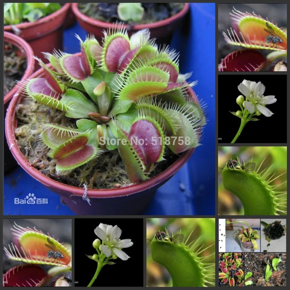 

100 semillas - 100% Genuine Dionaea muscipula Venus Flytrap semillas Sementes