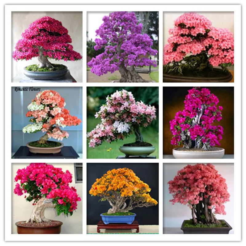 

50 Pcs Rare Sakura Bonsai Flower Cherry Blossoms Tree Azalea Flower Rhododendron Bonsai Plants For Home & Garden Bonsai