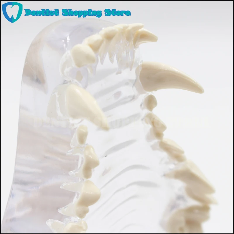 Модель зубной щетки для собак зубы черепа челюсти кости прозрачное решение строгания обучения ветеринарные модели животных образцы