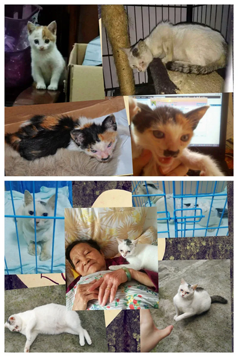 [MPK] Подушка для кошек из морепродуктов, забавная кровать для кошек, подушка для кошек, игрушка для кошек